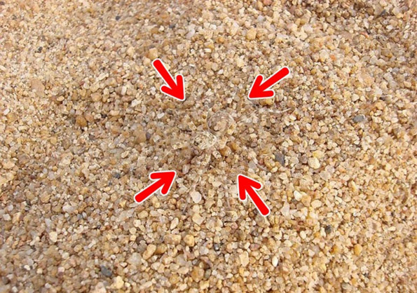 Дневен предизвик: Можете ли да ги најдете животните на овие фотографии?