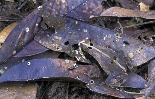 Дневен предизвик: Можете ли да ги најдете животните на овие фотографии?