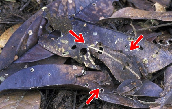 Дневен предизвик: Можете ли да ги најдете животните на овие фотографии?