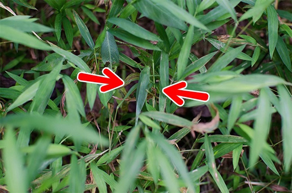 Дневен предизвик: Можете ли да ги најдете животните на овие фотографии?