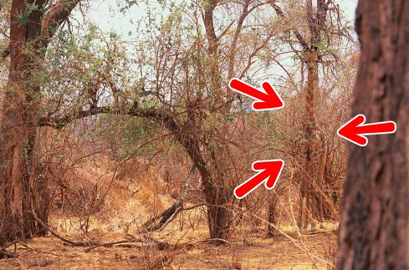 Дневен предизвик: Можете ли да ги најдете животните на овие фотографии?