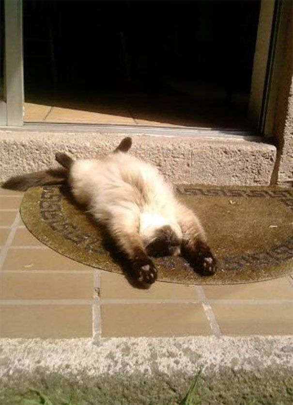 (20) ovie-fotografii-pokazhuvaat-deka-machkite-se-bogovi-na-sonceto-www.kafepauza.mk