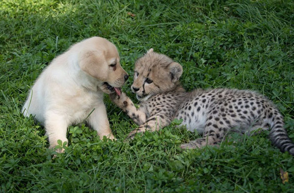 Необично пријателство: Срамежливи гепарди стануваат пријатели со слатки кучиња