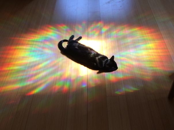 (4) ovie-fotografii-pokazhuvaat-deka-machkite-se-bogovi-na-sonceto-www.kafepauza.mk