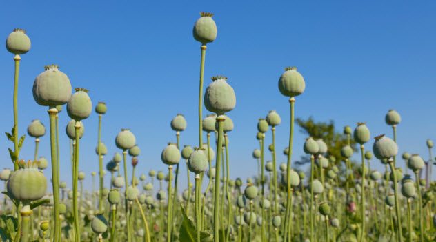 (4)pogled-kon-zhivotot-vo-prvata-civilizacija-kafepauza.mk