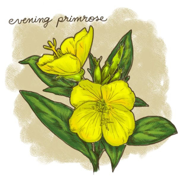 (5)12-rastenija-koi-kje-vi-pomognat-da-se-oslobodite-od-stresot-kafepauza.mk