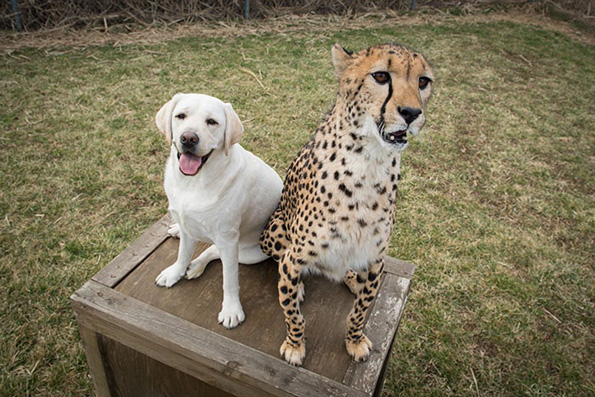 Необично пријателство: Срамежливи гепарди стануваат пријатели со слатки кучиња
