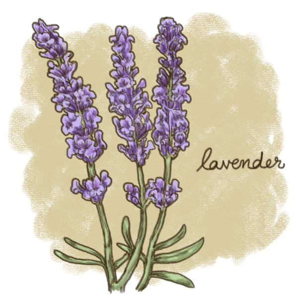 (8)12-rastenija-koi-kje-vi-pomognat-da-se-oslobodite-od-stresot-kafepauza.mk