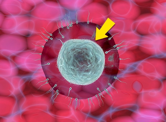 (8)9-raboti-koi-kje-mu-se-sluchat-na-vasheto-telo-ako-pochnete-da-jadite-po-2-jajca-na-den-kafepauza.mk