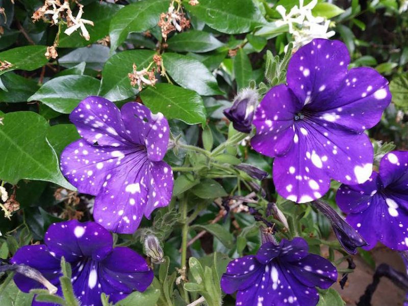 (8)cvetovi-koi-imaat-cel-univerzum-na-nivnite-listovi-kafepauza.mk