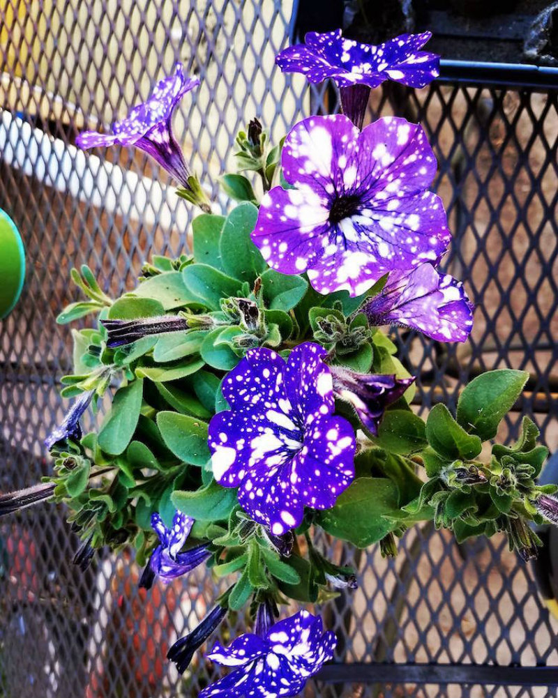 (9)cvetovi-koi-imaat-cel-univerzum-na-nivnite-listovi-kafepauza.mk