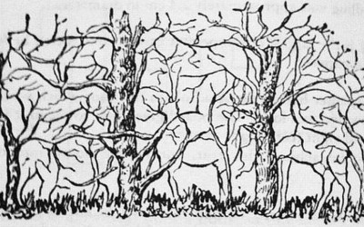 Тестирајте ја вашата моќ за забележување детали: Колку животни гледате на сликата?