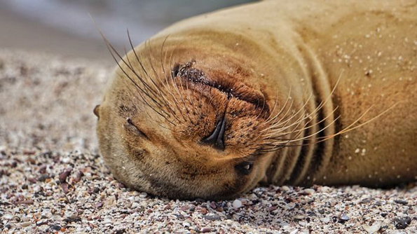 Преслатки морски лавови кои се однесуваат како питоми домашни миленици