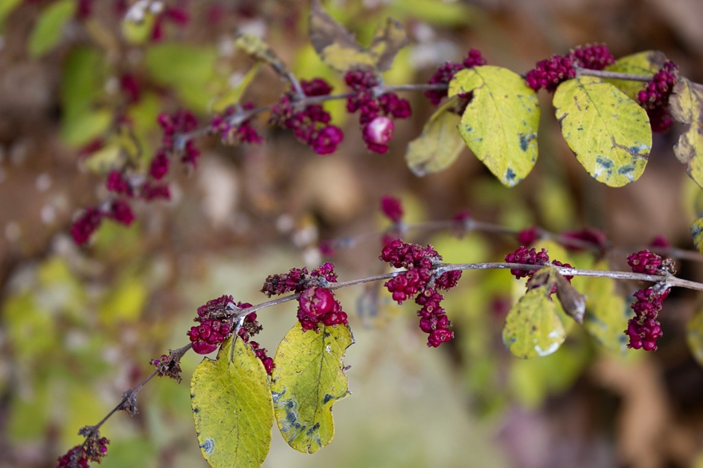 (10)10-bilki-i-rastenija-shto-gi-koristele-indijancite-za-lekuvanje-kafepauza.mk