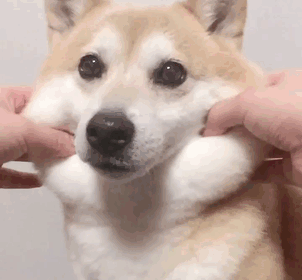 Слатки кучиња со дебели образи на кои нема да можете да им одолеете