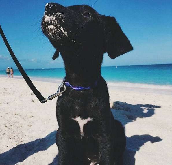 Обожавате кучиња? Дефинитивно треба да го посетите овој остров полн со мали крзнени пријателчиња!