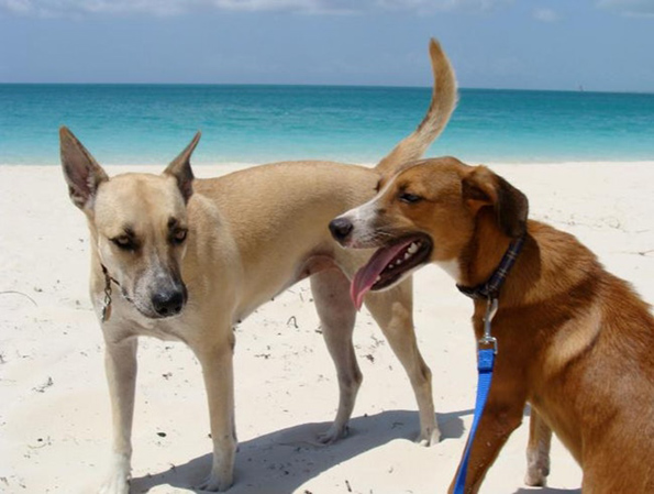 Обожавате кучиња? Дефинитивно треба да го посетите овој остров полн со мали крзнени пријателчиња!