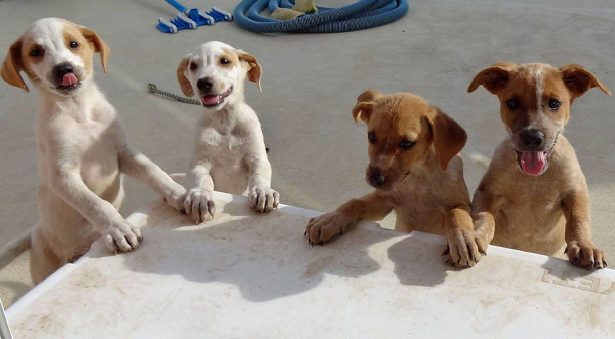 Обожавате кучиња? Дефинитивно треба да го посетите овој остров полн со мали крзнени пријателчиња!