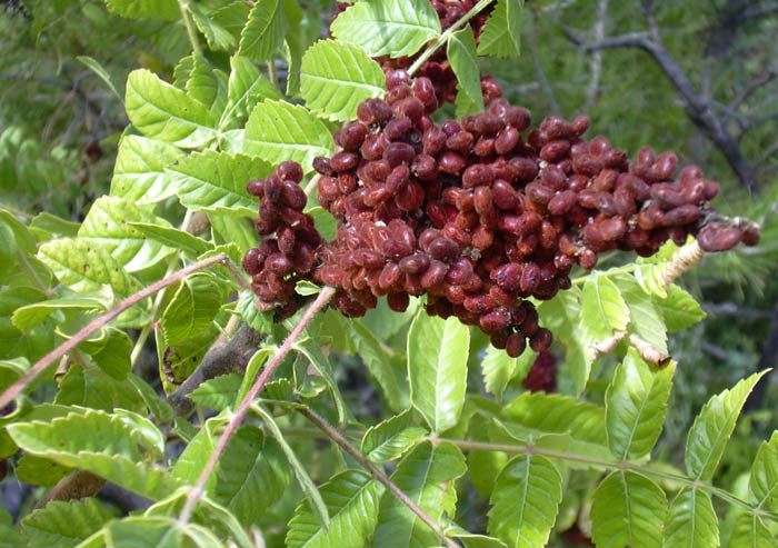 (6)10-bilki-i-rastenija-shto-gi-koristele-indijancite-za-lekuvanje-kafepauza.mk