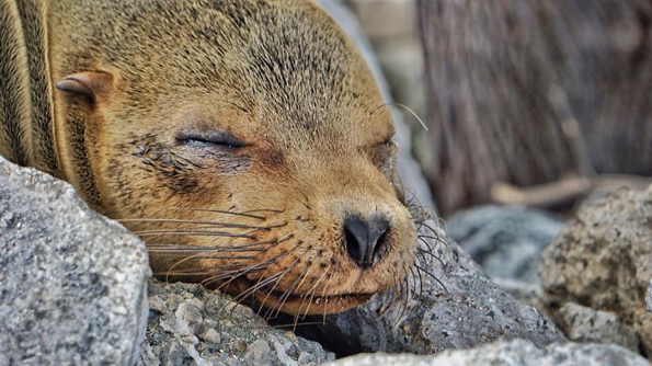 Преслатки морски лавови кои се однесуваат како питоми домашни миленици