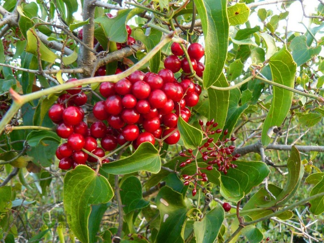 (7)10-bilki-i-rastenija-shto-gi-koristele-indijancite-za-lekuvanje-kafepauza.mk
