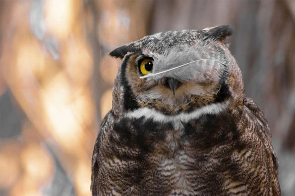 14 урнебесни фотографии од животни фатени во вистинскиот момент