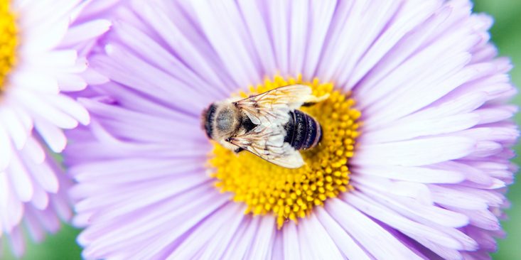 Ако постојано сте болни, побарајте спас во поленот од пчелите