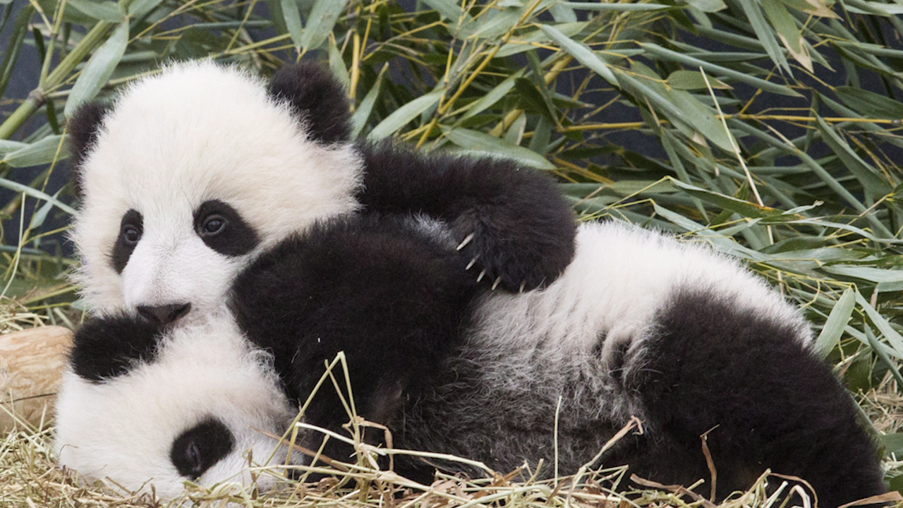 ovaa-kompanija-od-sonishtata-saka-da-vi-plakja-da-se-gushkate-so-pandi