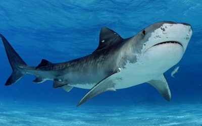 10 најчудни работи што биле најдени во стомаци на ајкули