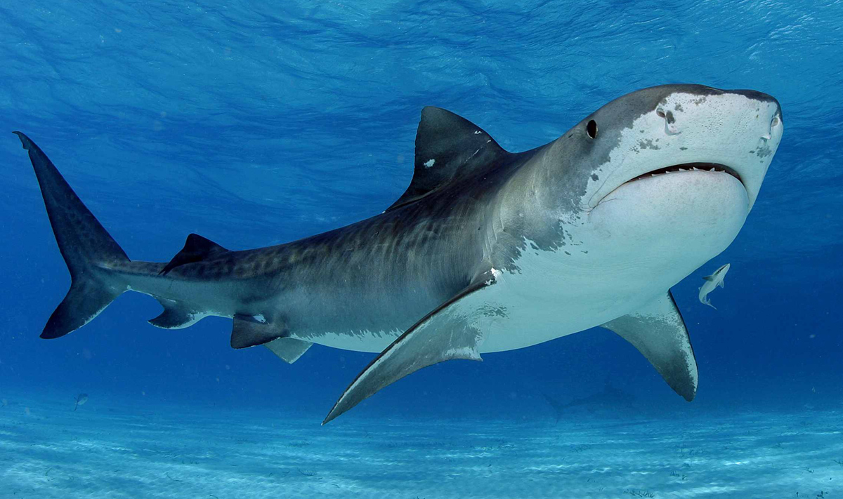 10 најчудни работи што биле најдени во стомаци на ајкули