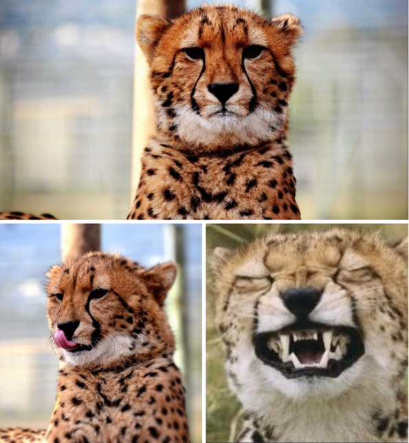 (17) ovie-fotografii-se-dokaz-deka-postojat-samo-3-vidovi-lugje-vo-svetot-www.kafepauza.mk