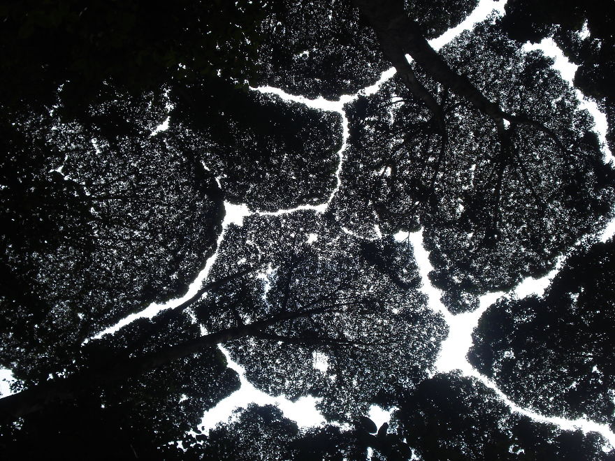 (18)sramzhliva-krauna-prekrasen-fenomen-kade-shto-drvata-ne-se-dopiraat-kafepauza.mk