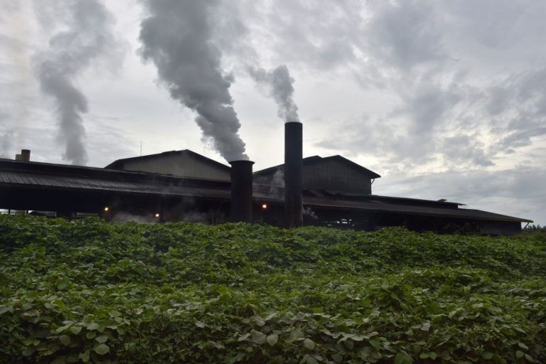 (5)hrana-koja-i-shteti-na-prirodata-povekje-otkolku-shto-mislite-kafepauza.mk