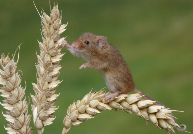 9-12-bizarni-fakti-koi-pokazhuvaat-deka-ne-znaeme-nishto-za-zhivotot-www.kafepauza.mk_