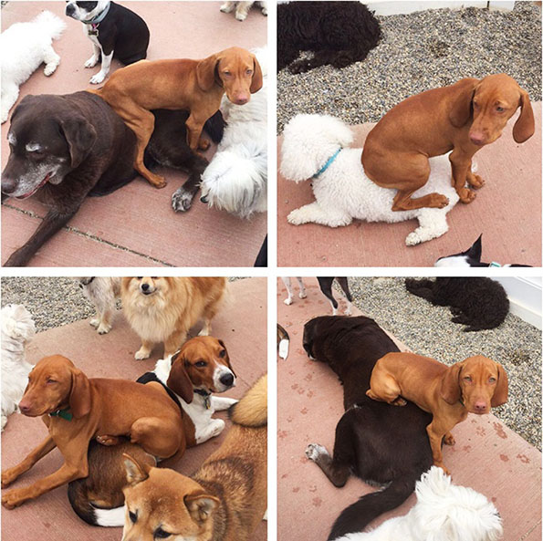 Фотографии што ќе ви докажат дека и животните понекогаш се однесуваат како вистински идиоти