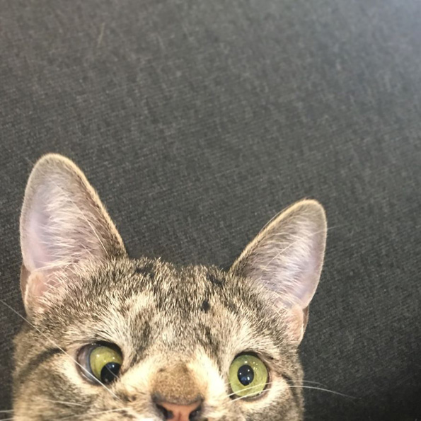 Маче со вишок хромозом за малку ќе го изгубело животот поради неговиот необичен изглед