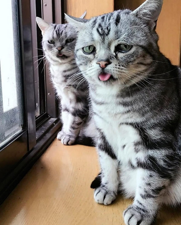 Запознајте ја Луху: Најтажното маче во светот што ќе ви го скрши срцето