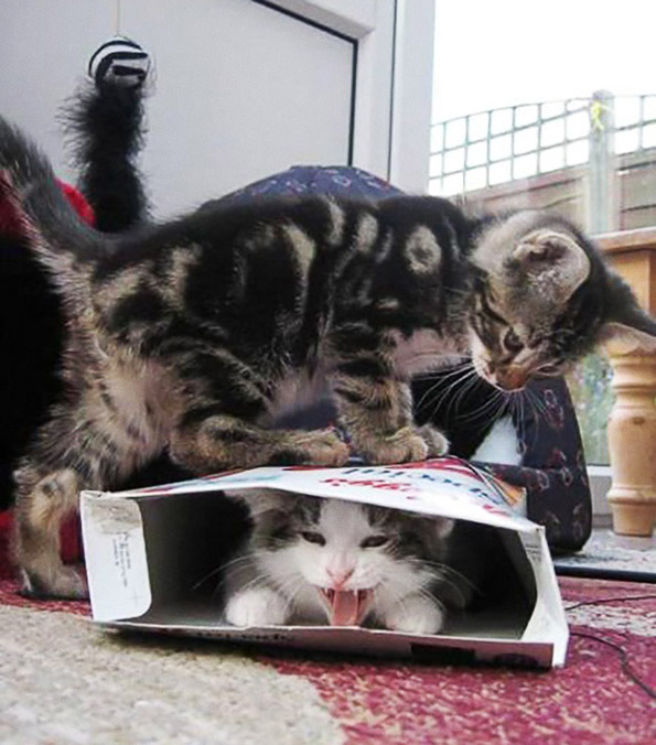 Фотографии што ќе ви докажат дека и животните понекогаш се однесуваат како вистински идиоти