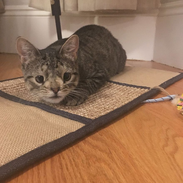 Маче со вишок хромозом за малку ќе го изгубело животот поради неговиот необичен изглед