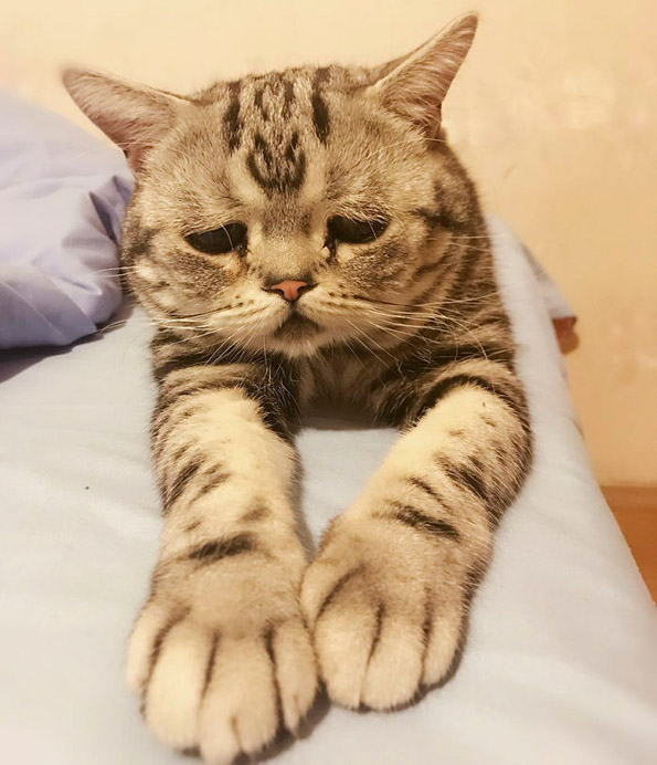 Запознајте ја Луху: Најтажното маче во светот што ќе ви го скрши срцето