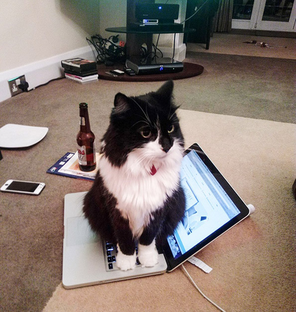 Фотографии што ќе ви докажат дека и животните понекогаш се однесуваат како вистински идиоти