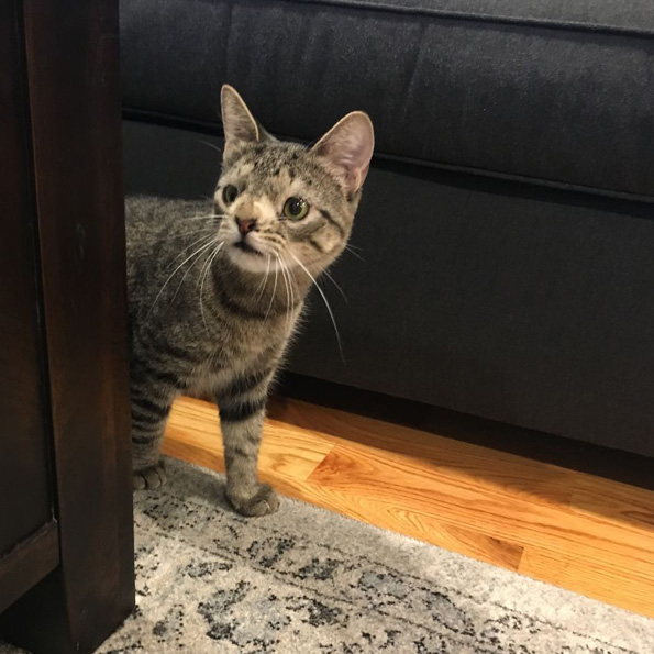 Маче со вишок хромозом за малку ќе го изгубело животот поради неговиот необичен изглед