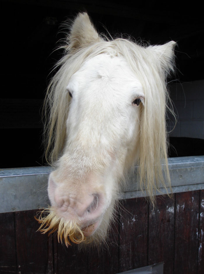 (12)fotografii-od-konji-so-mustakji-kafepauza.mk