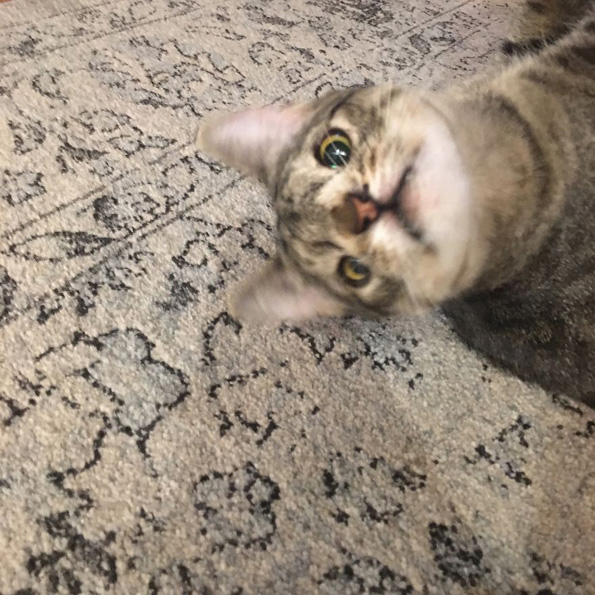 Маче со вишок хромозом за малку ќе го изгубело животот поради неговиот необичен изглед