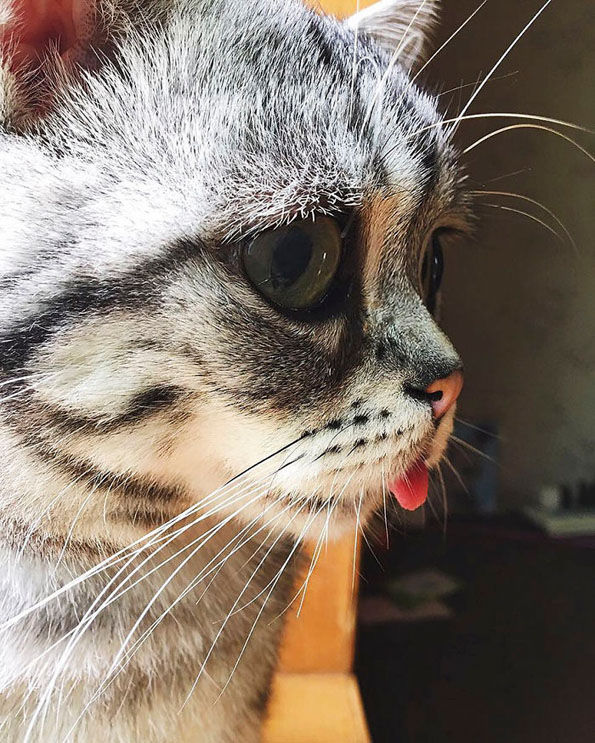 Запознајте ја Луху: Најтажното маче во светот што ќе ви го скрши срцето