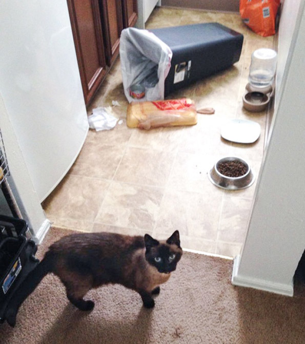 Фотографии што ќе ви докажат дека и животните понекогаш се однесуваат како вистински идиоти