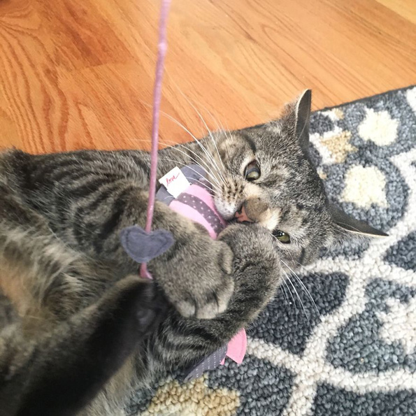 Маче со вишок хромозом за малку ќе го изгубело животот поради неговиот необичен изглед