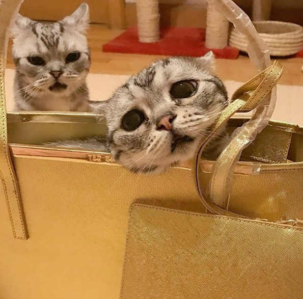 Запознајте ја Луху: Најтажното маче во светот што ќе ви го скрши срцето