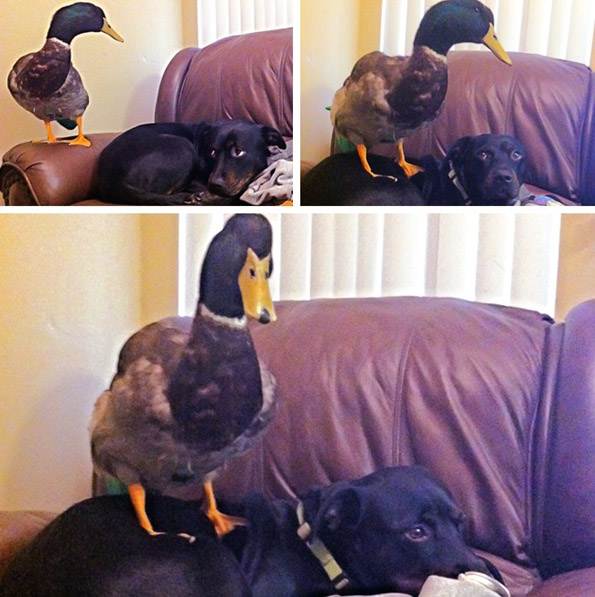 Фотографии што ќе ви докажат дека и животните понекогаш се однесуваат како вистински идиоти