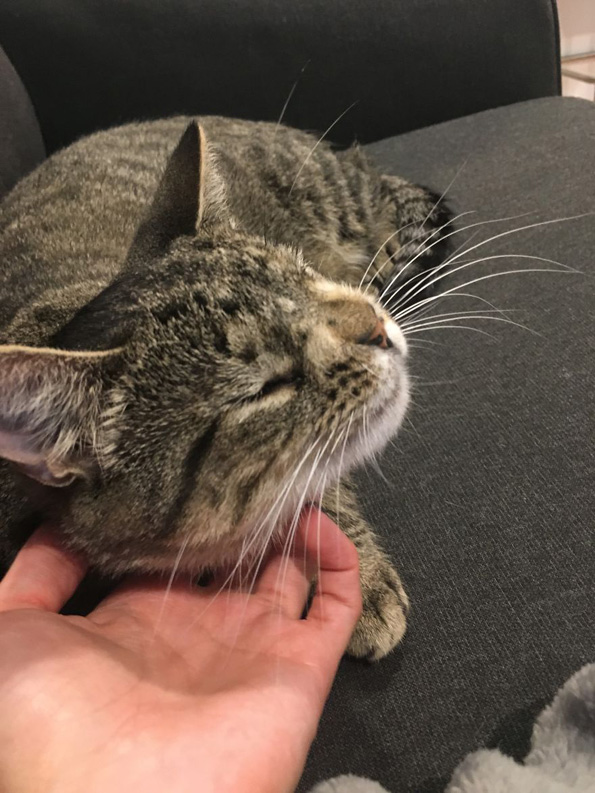 Маче со вишок хромозом за малку ќе го изгубело животот поради неговиот необичен изглед